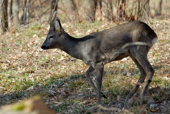 Il Capriolo